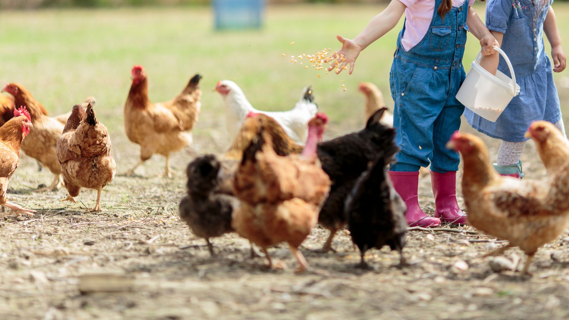 Visita dal veterinario