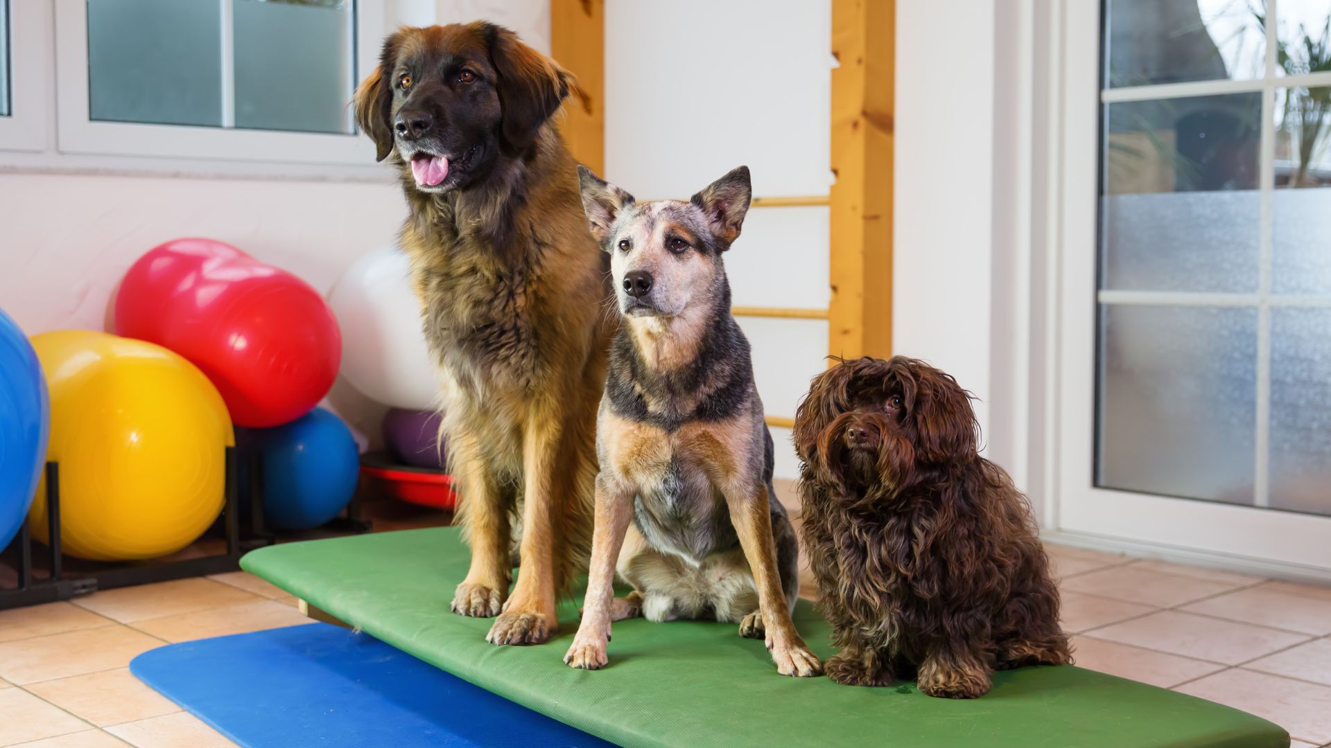 Cibo per cani