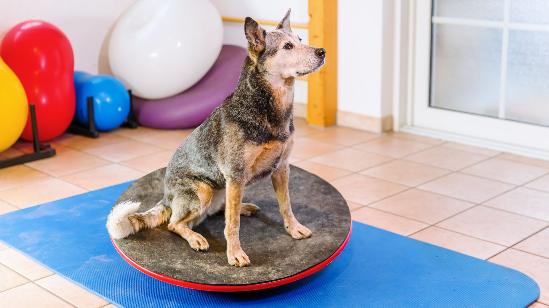 Visita dal veterinario