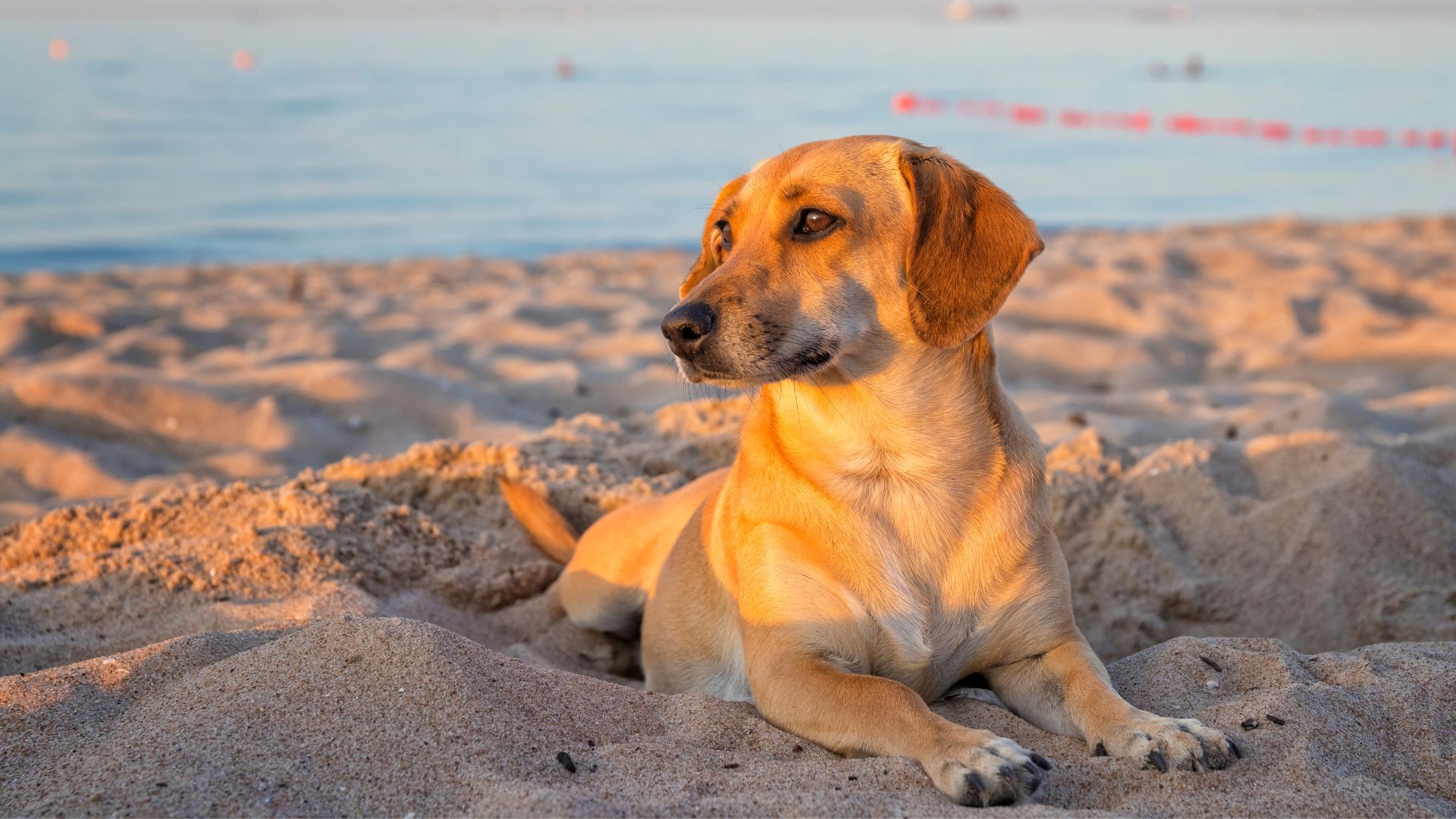 Cane al mare