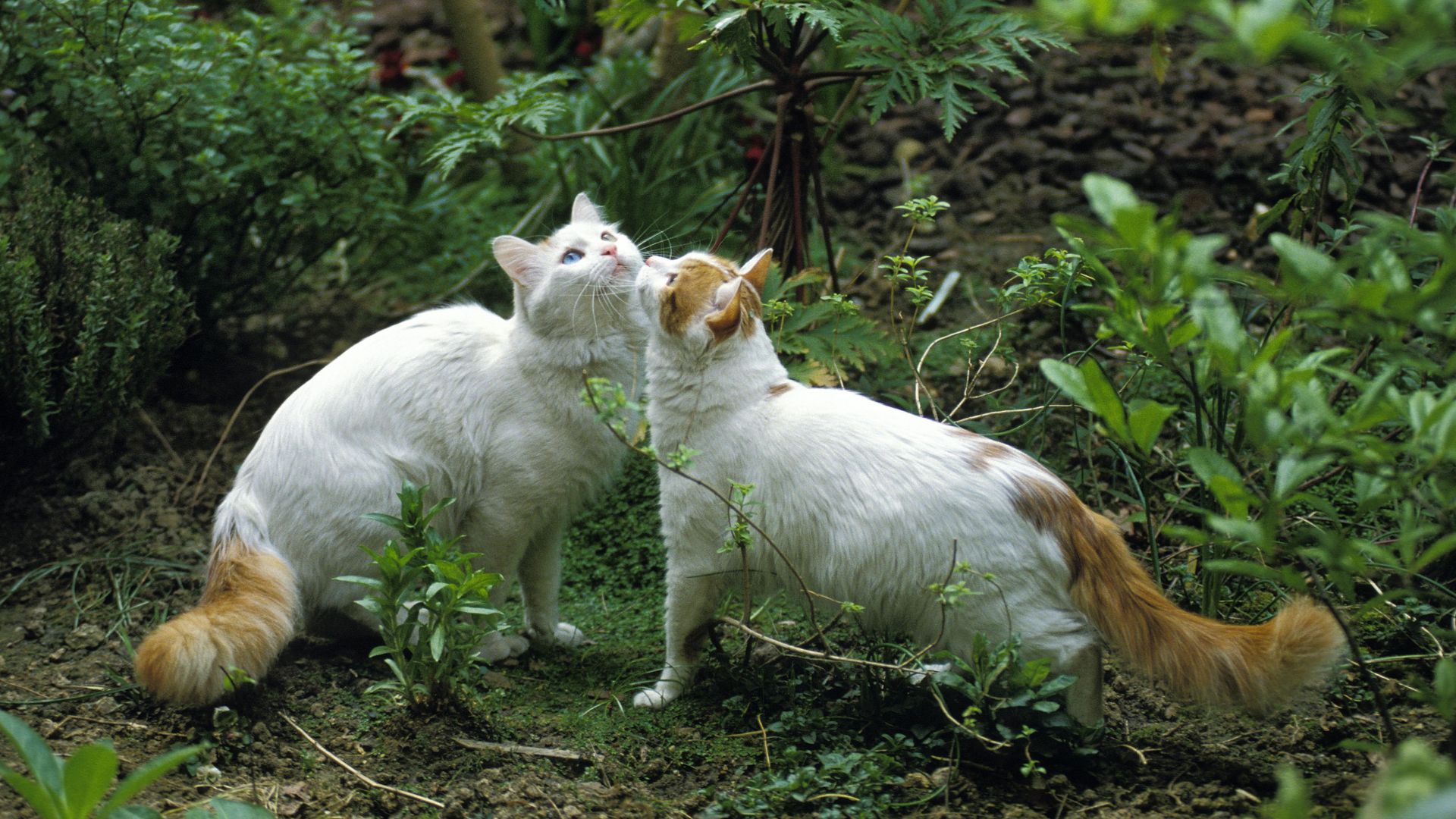 Maine Coon