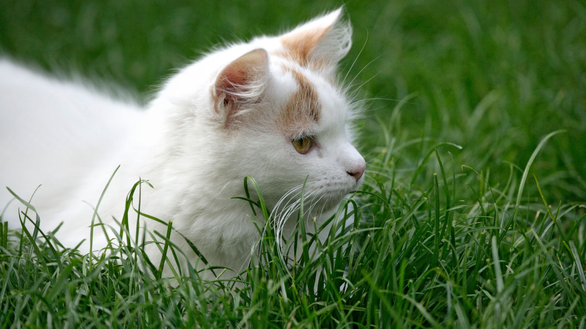 Maine Coon