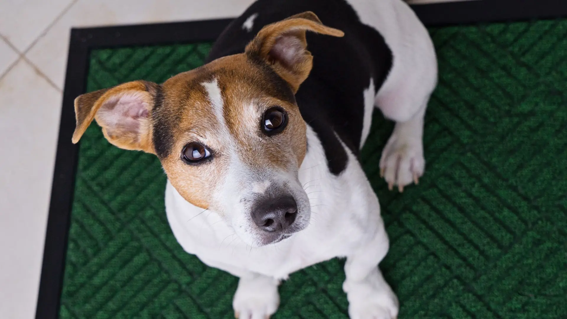 Proprietario esce di casa