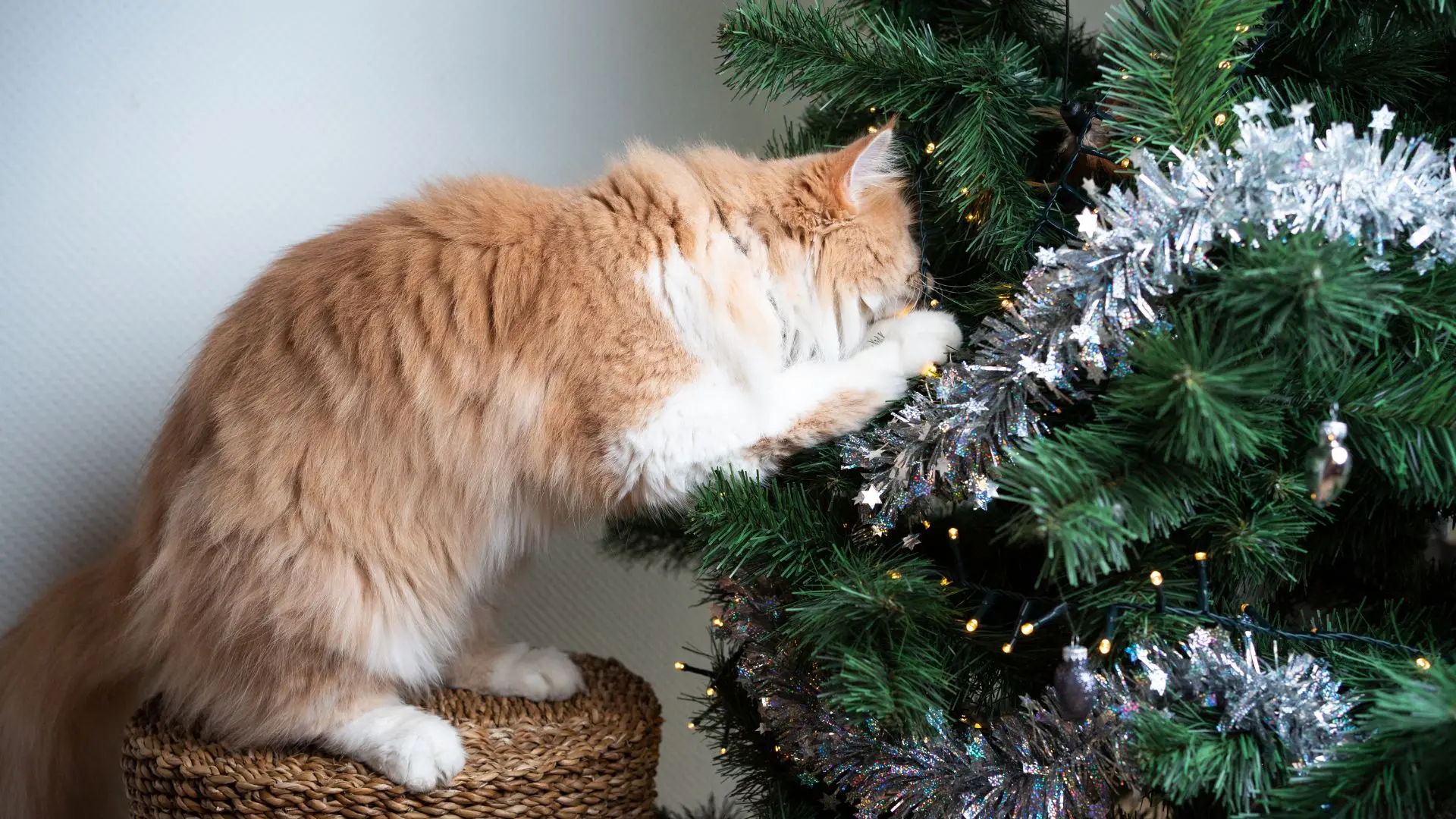 Albero di Natale a prova di gatto