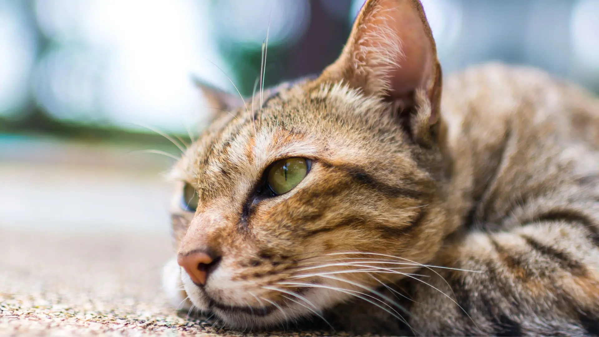 Gatto soffre di solitudine