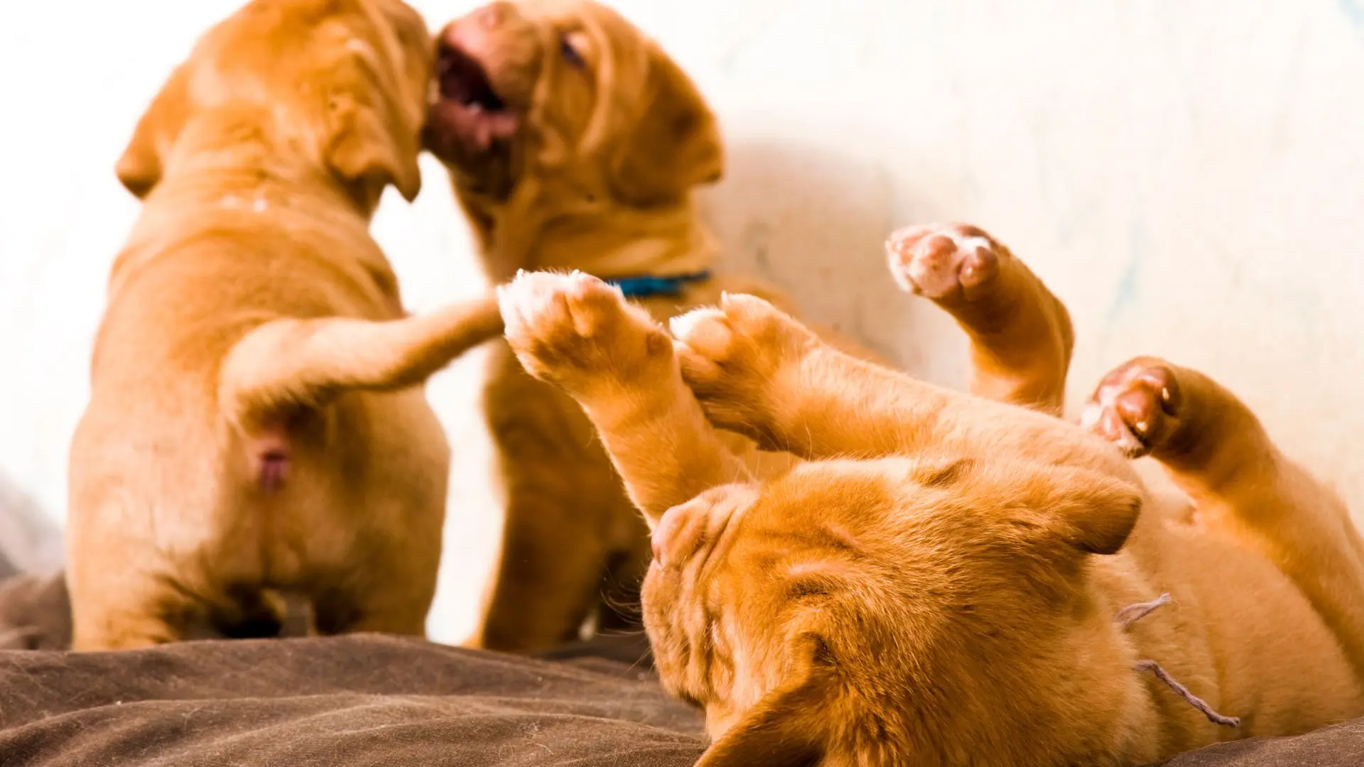 Come insegnare ai cuccioli a non mangiare tutto
