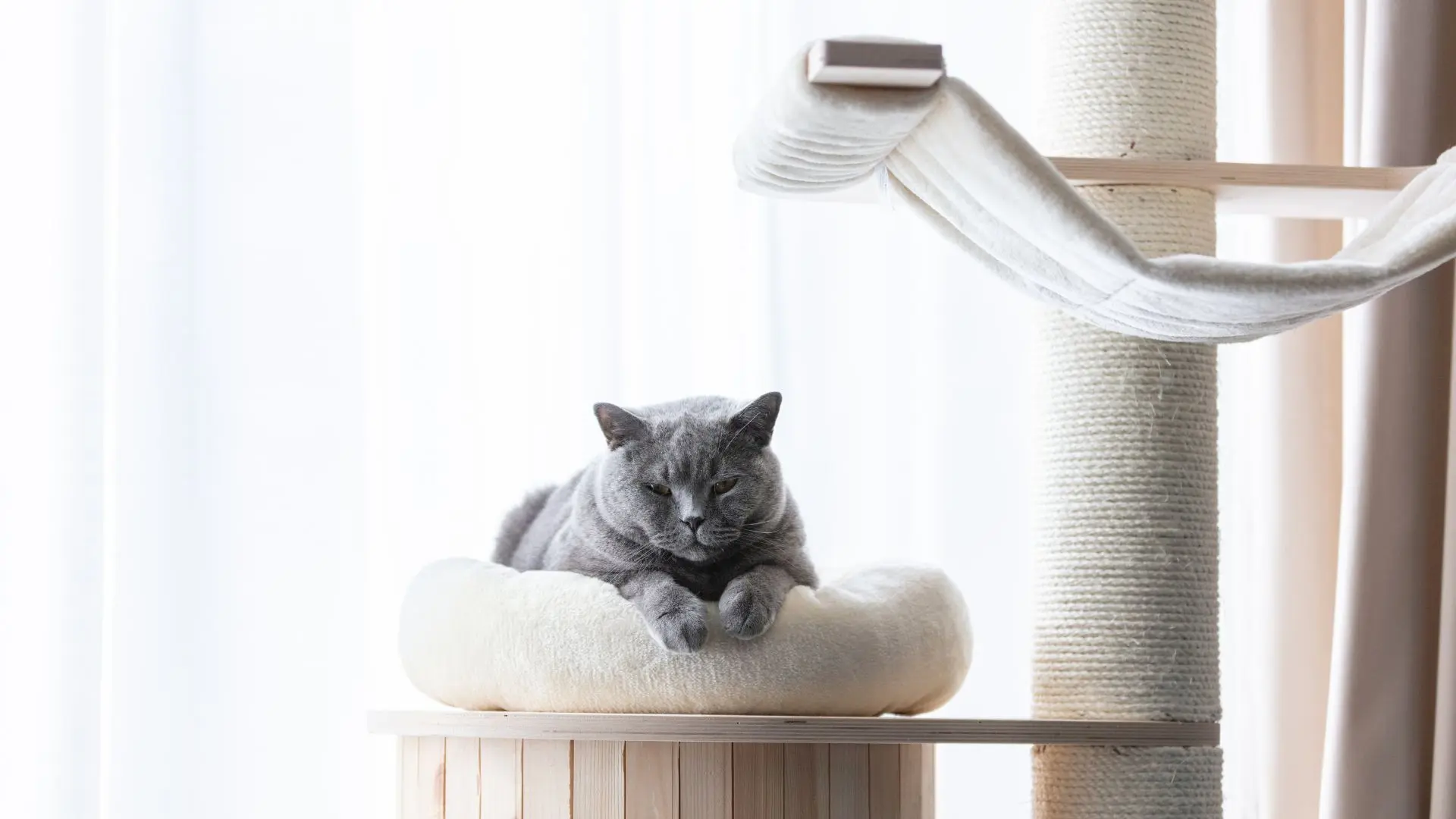 Gatto da solo a casa