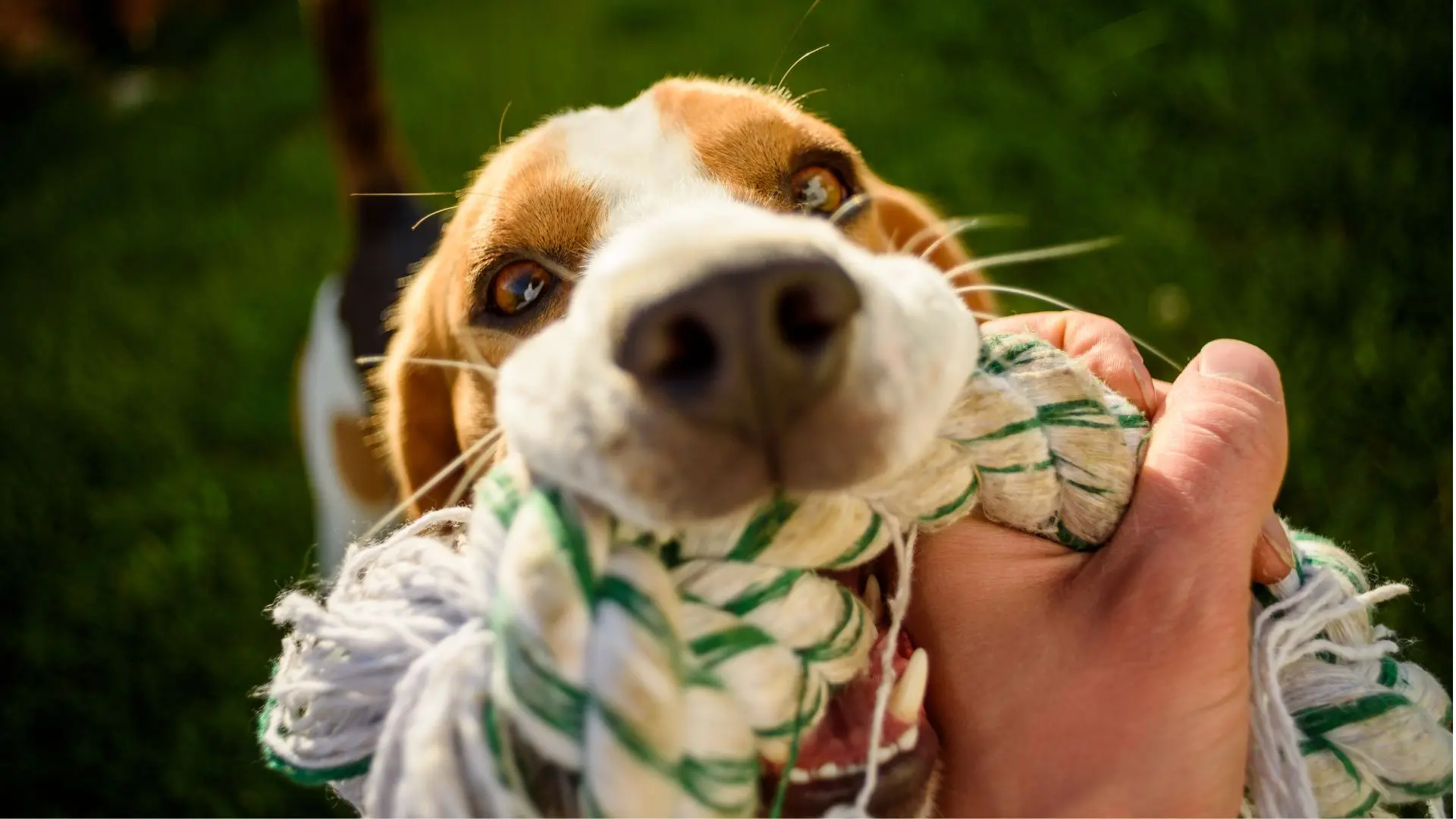 Tiraemolla con il cane come non annoiarlo