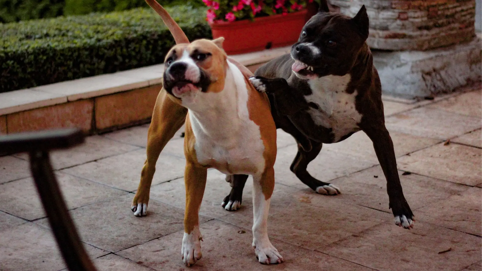 Lite tra cani conviventi