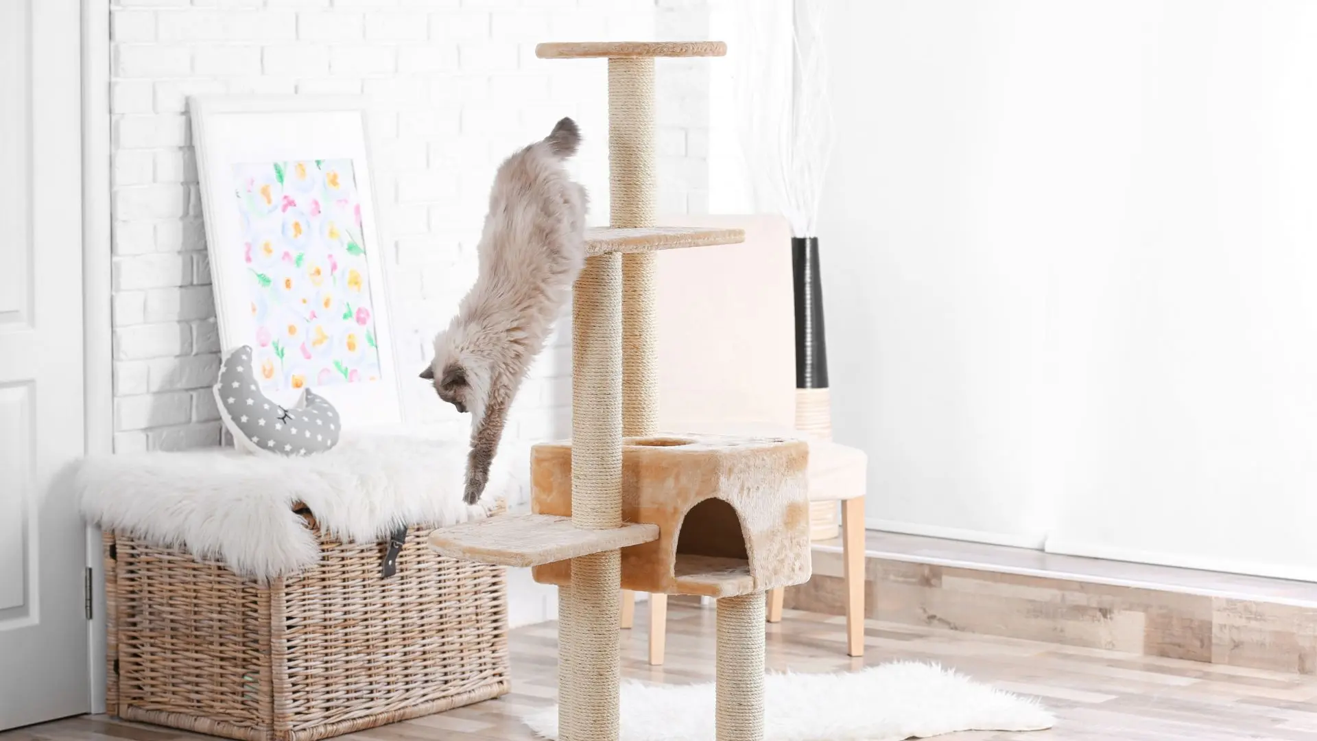 Gatto salta dal tiragraffi