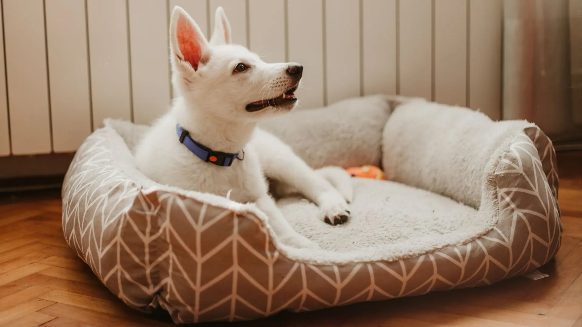 perché i cani grattano la cuccia?