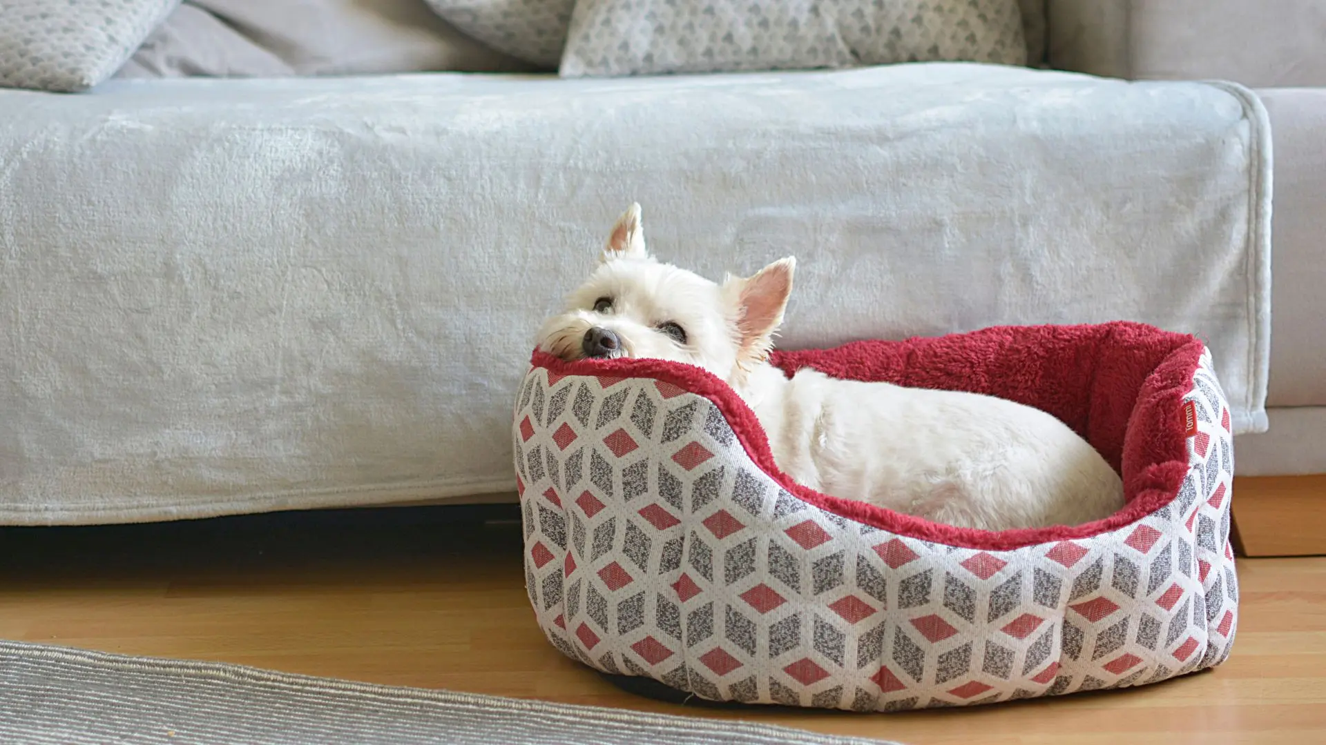 Cane gratta la cuccia, cosa vuol dire?