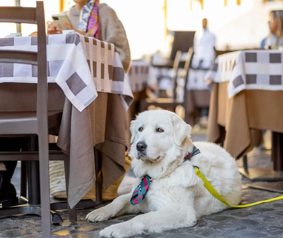 Come abituare il cane al ristorante