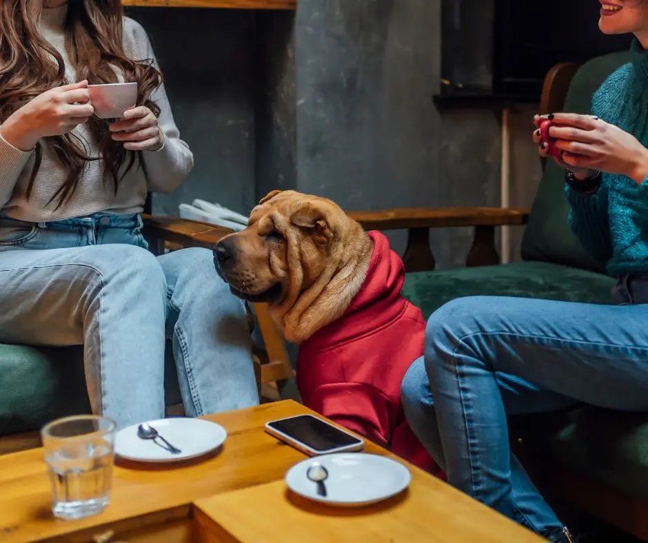 Come abituare il cane a stare educato al ristorante