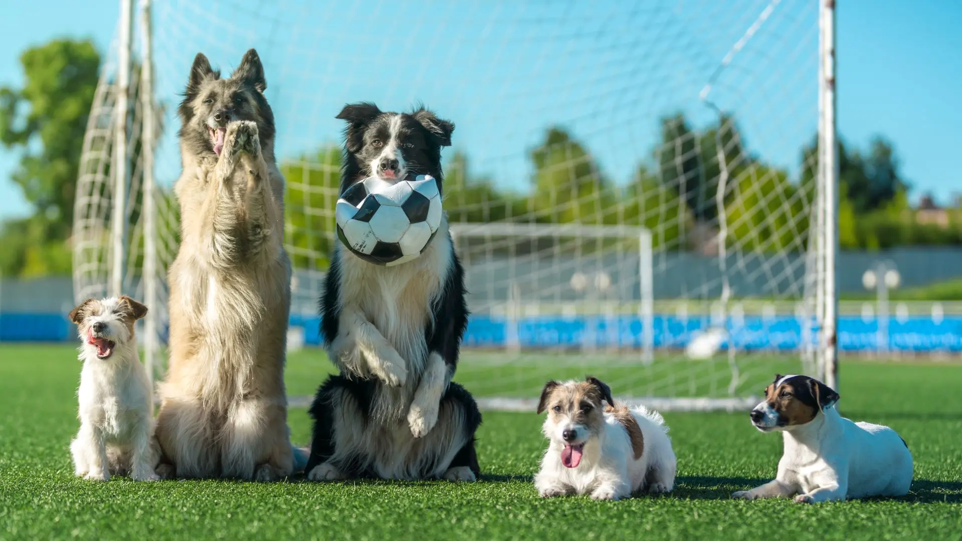 Sport e gioco con il cane perché è importante