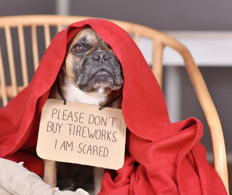 Botti di capodanno e cani: guida completa per gestire la paura del tuo cane
