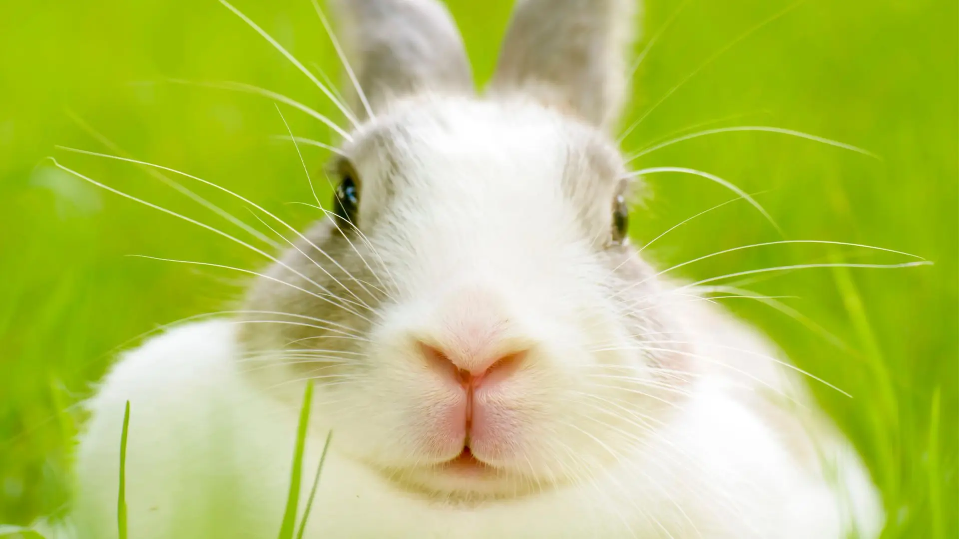 Muso di coniglio: blocco intestinale