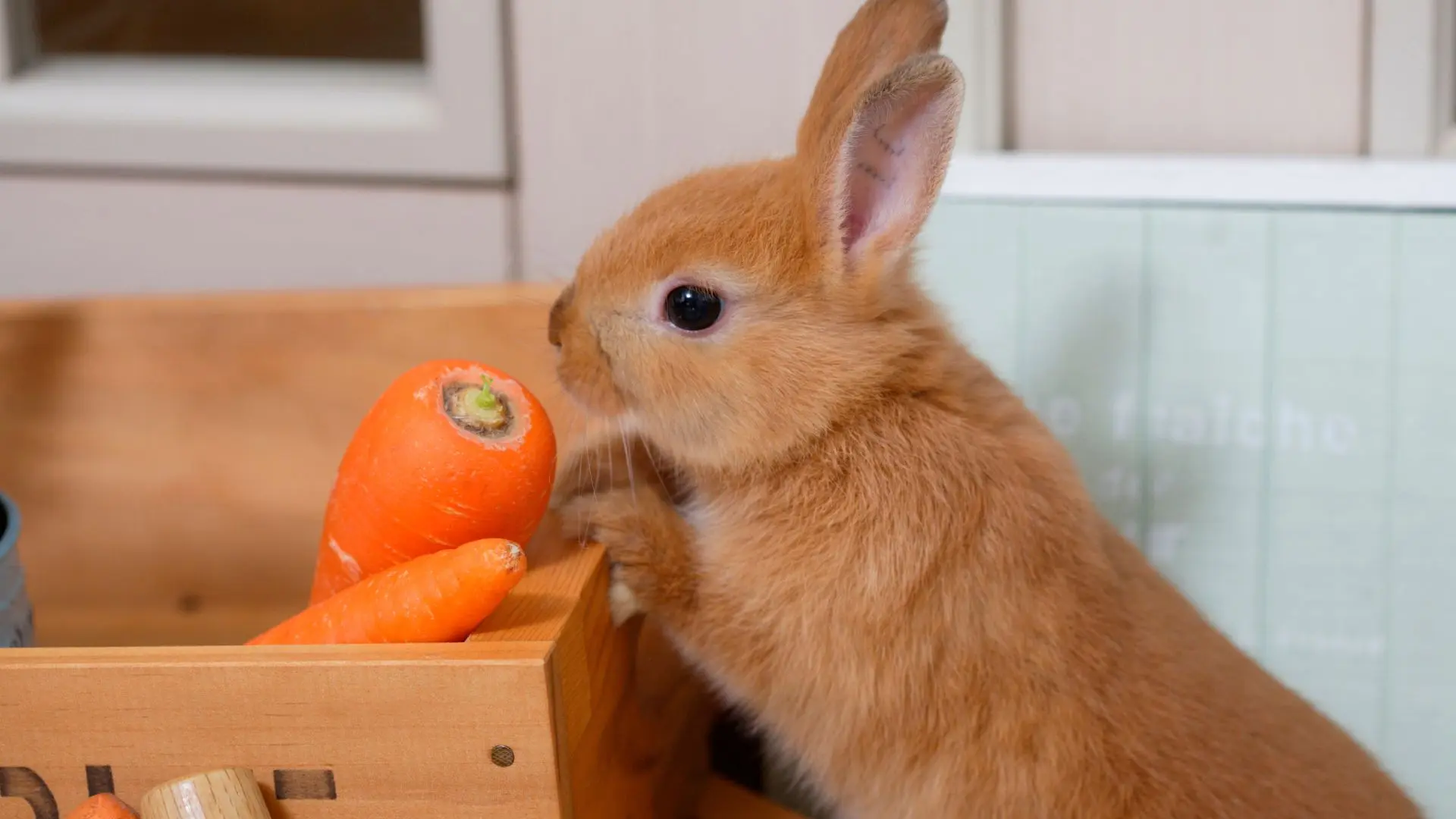 Intestino del coniglio