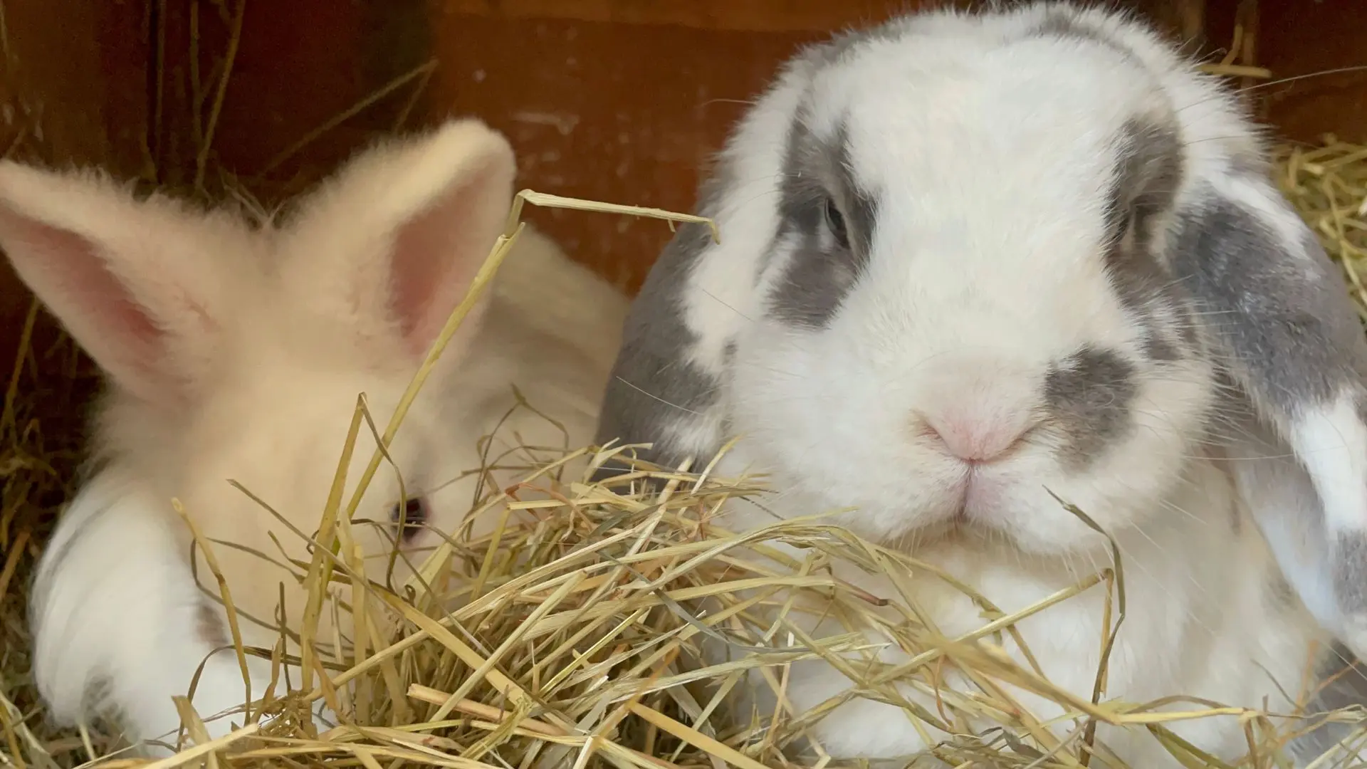 Fieno per conigli