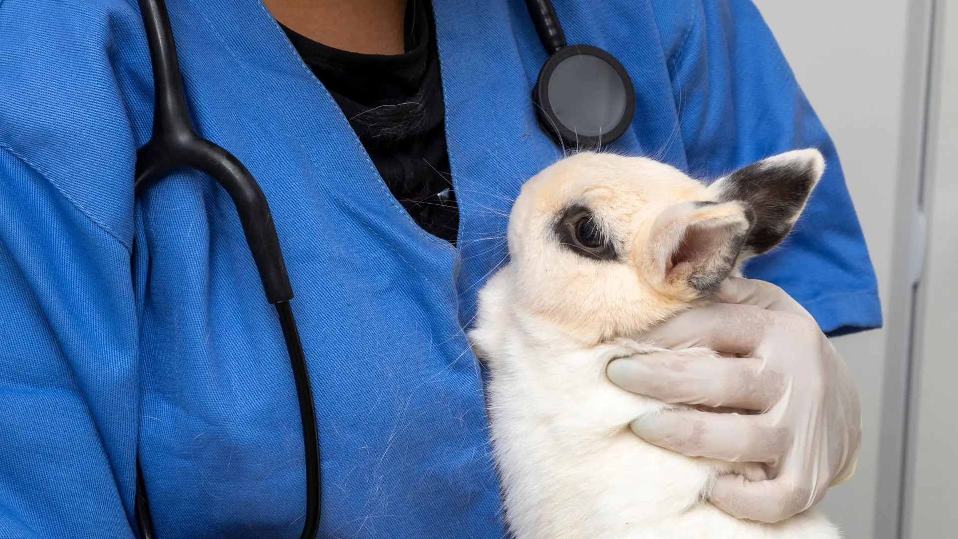 Coniglio veterinario