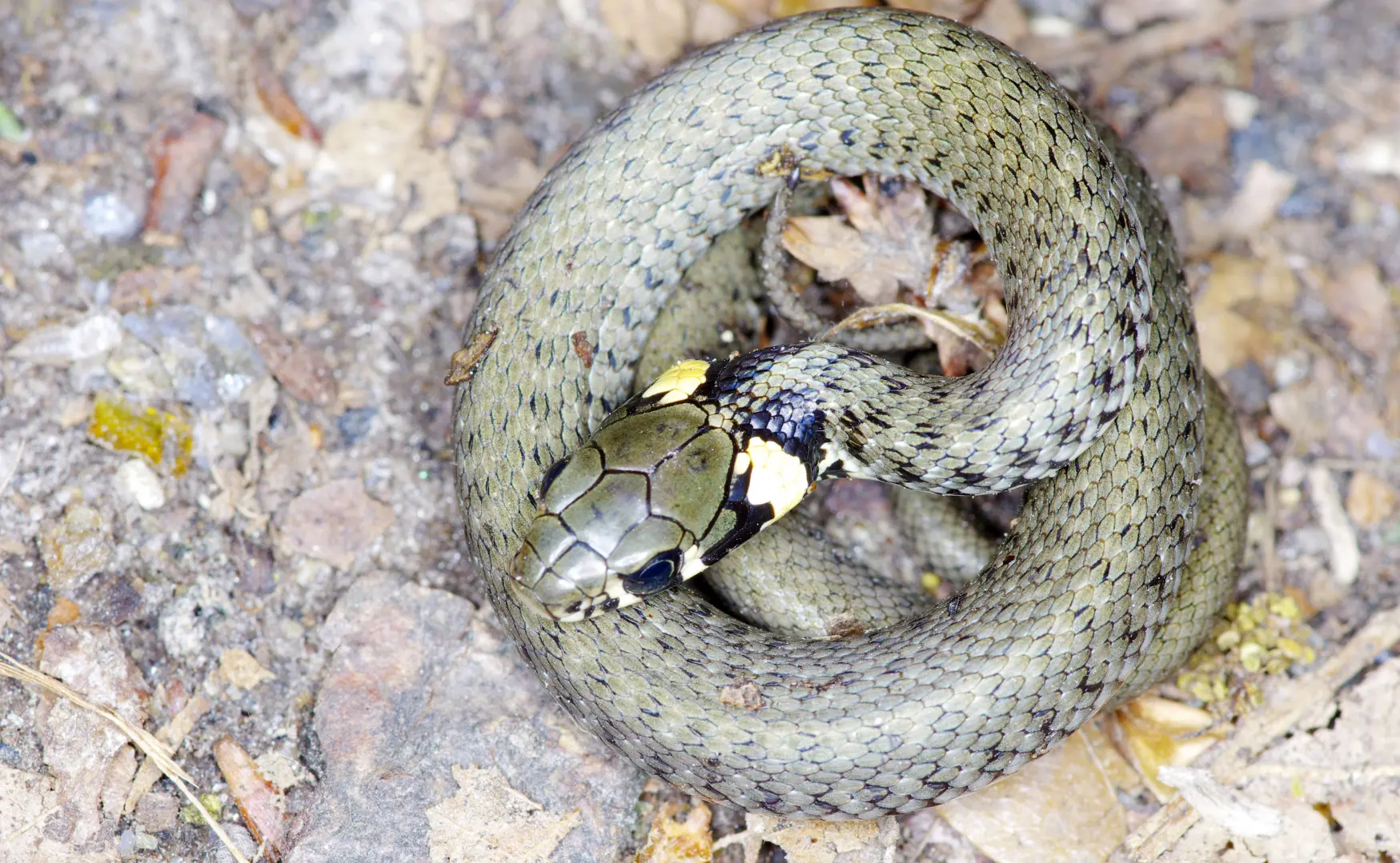 Serpenti in passeggiata