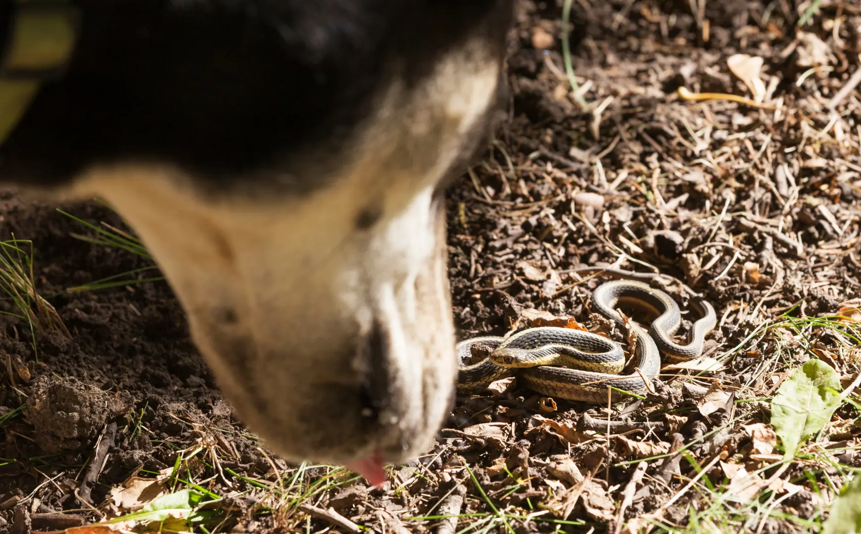 Cosa fare se il cane viene morso da una vipera