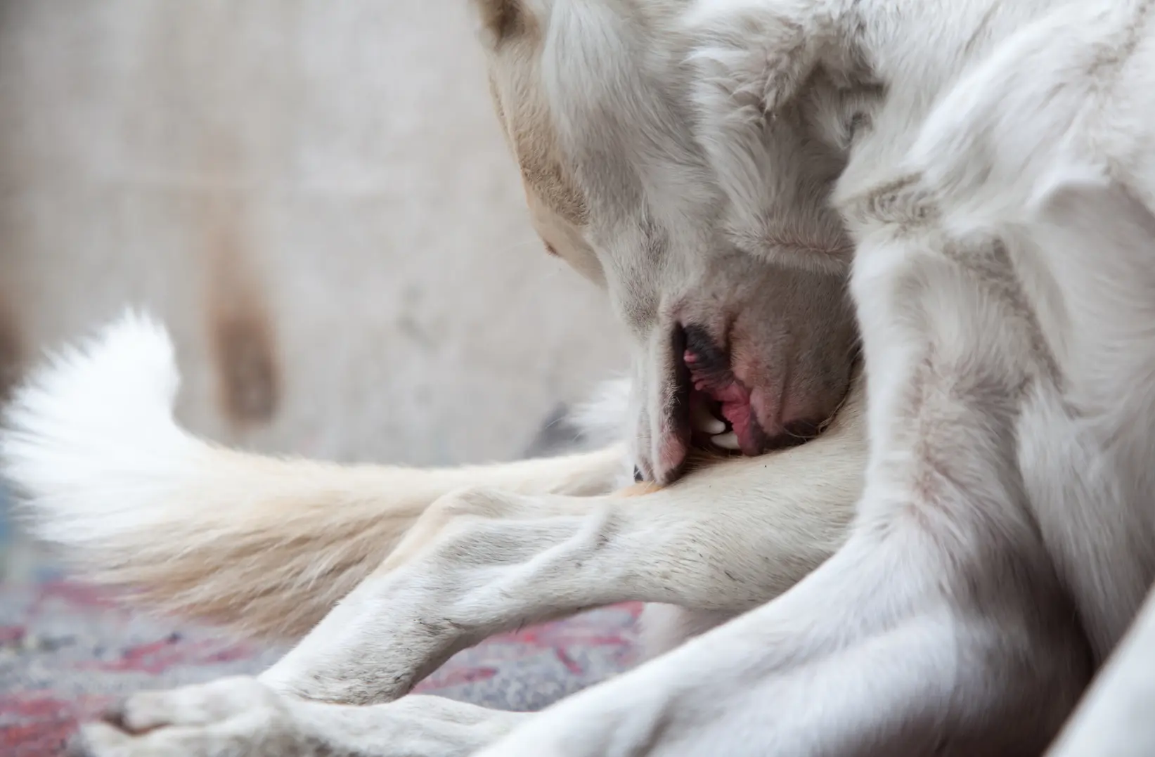 Cane morso da una vipera