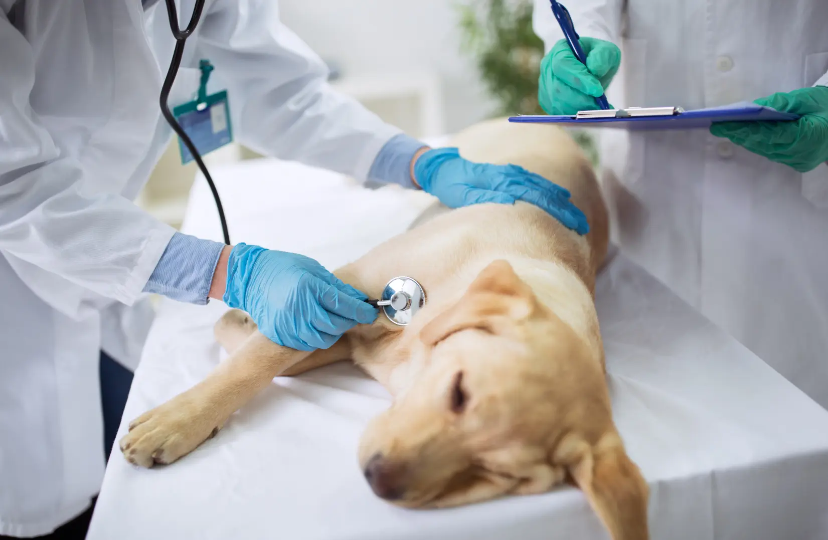 come comportarsi se il cane è morso da una vipera