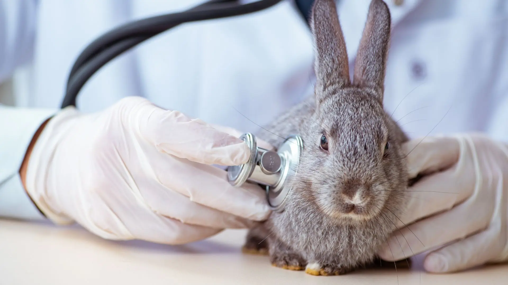 Visita a un coniglio