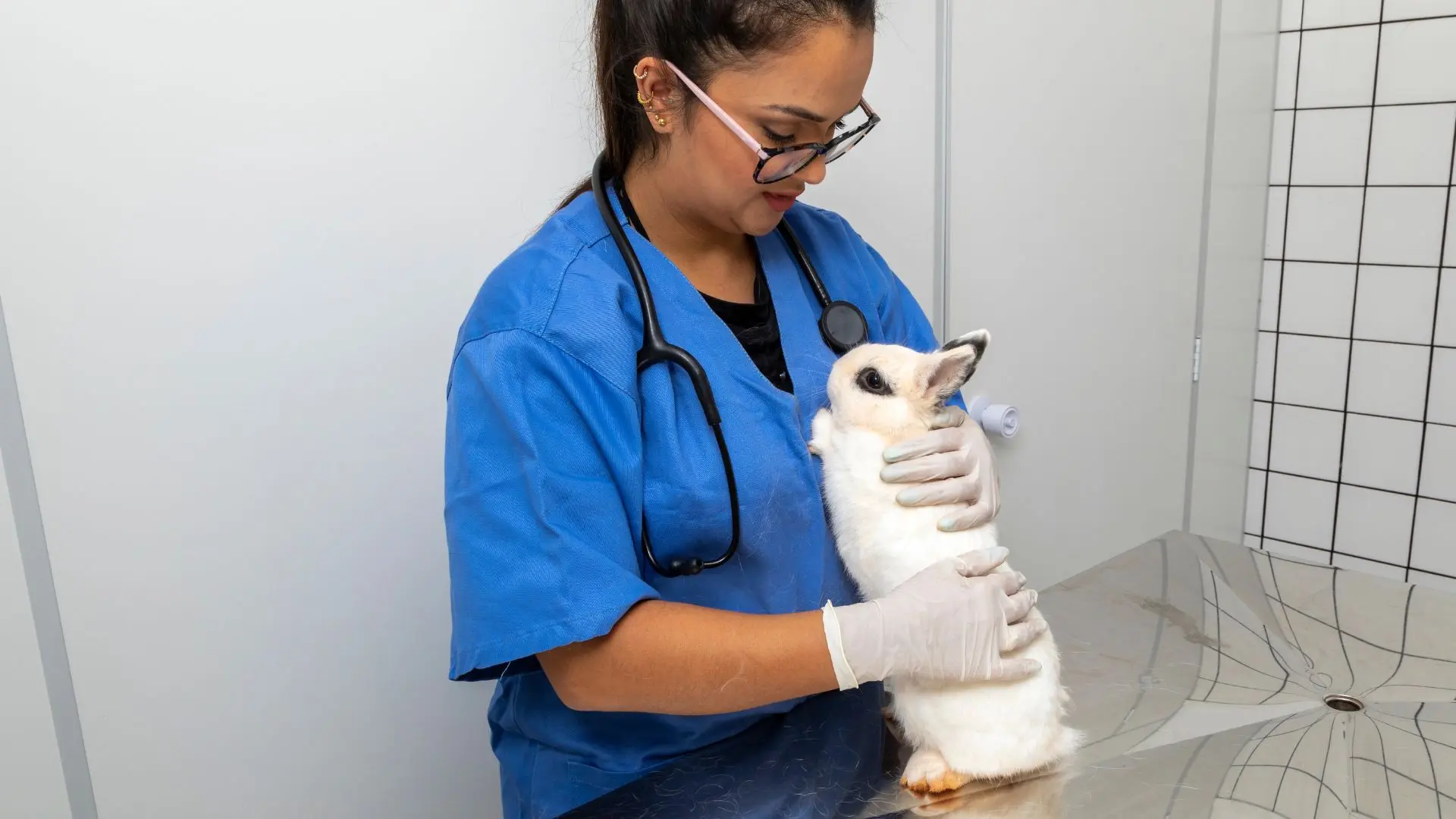 Prevenzione coniglio