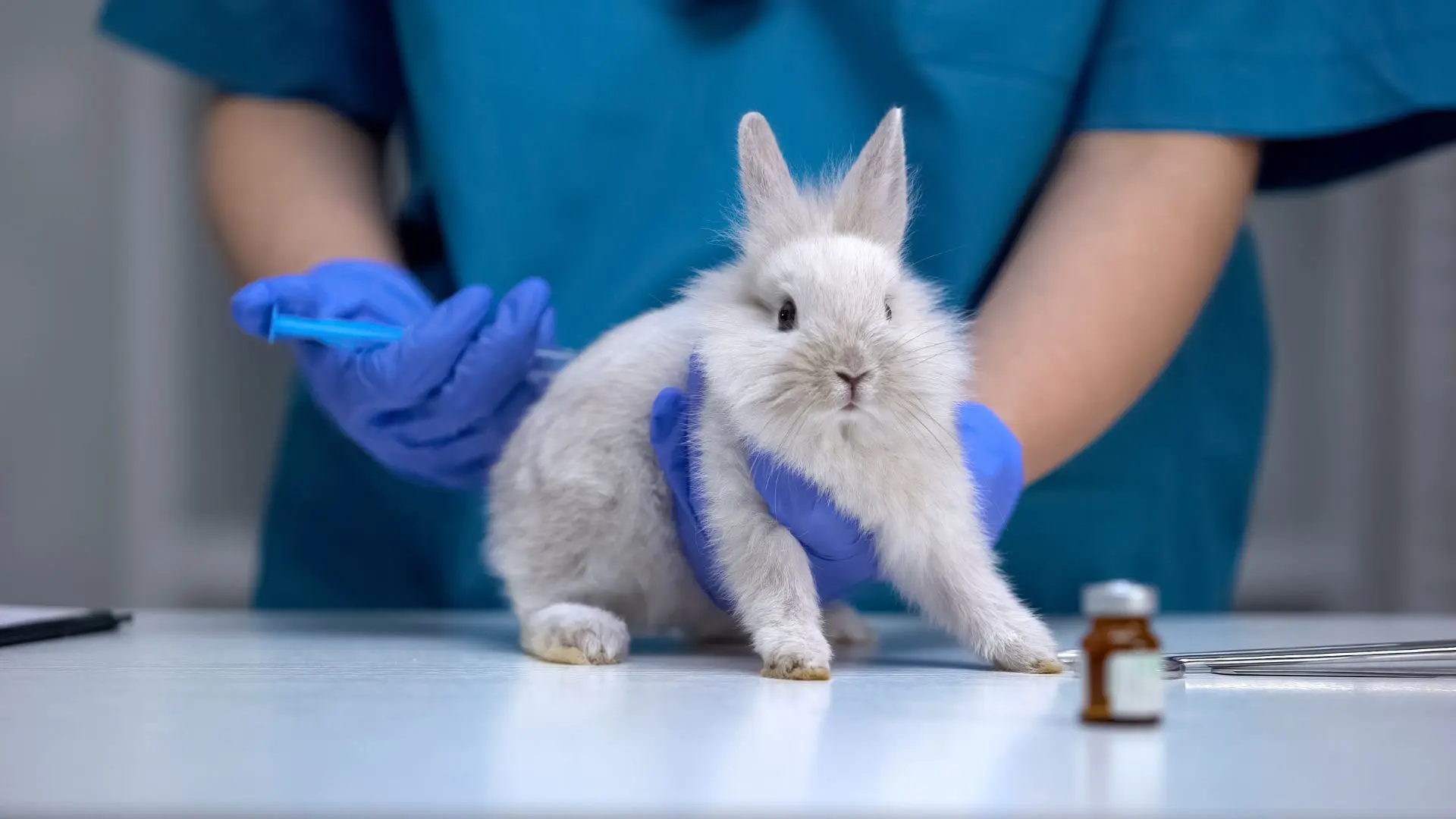 Vaccinazione coniglio