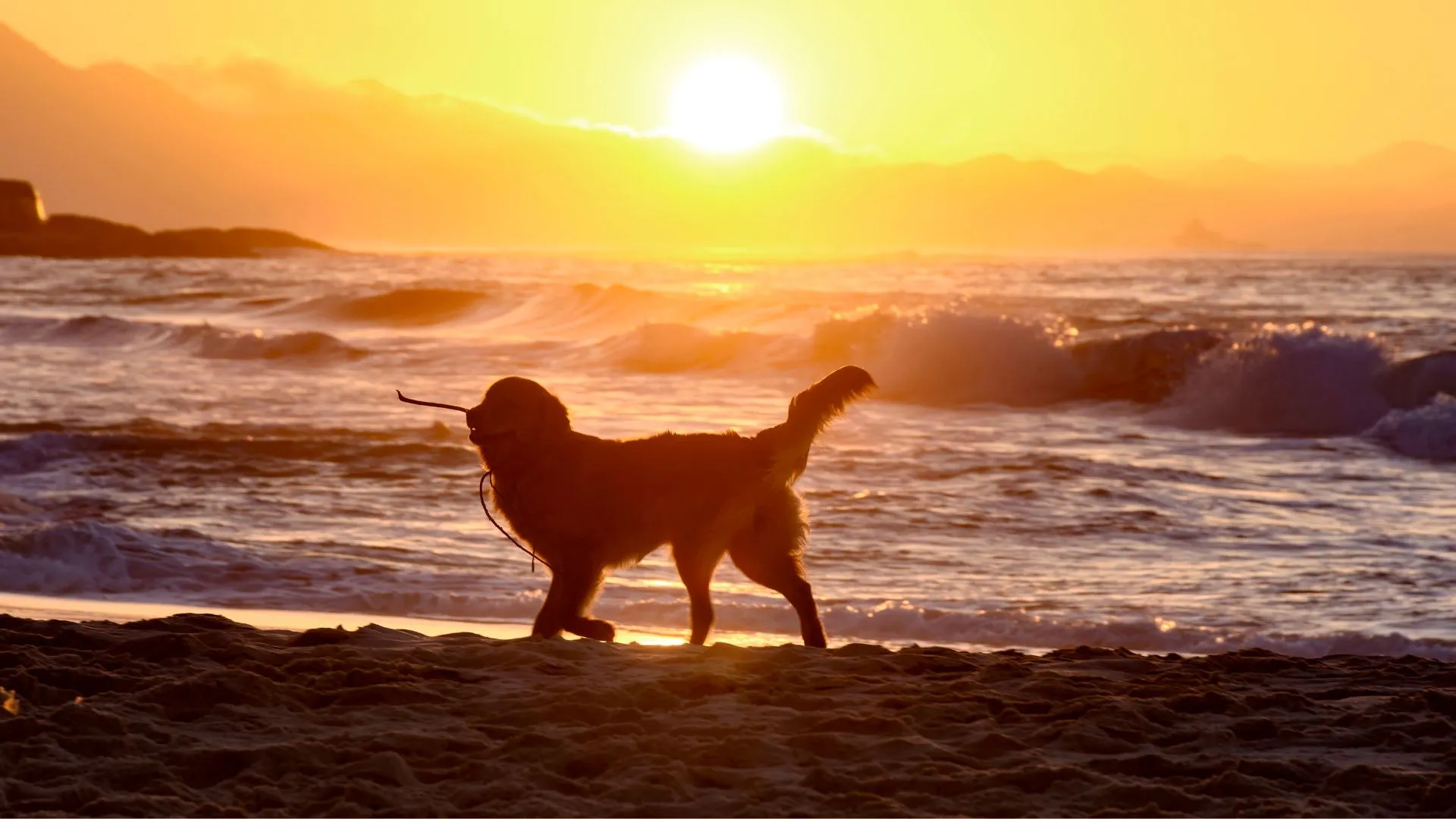 Estate e cani come gestirli
