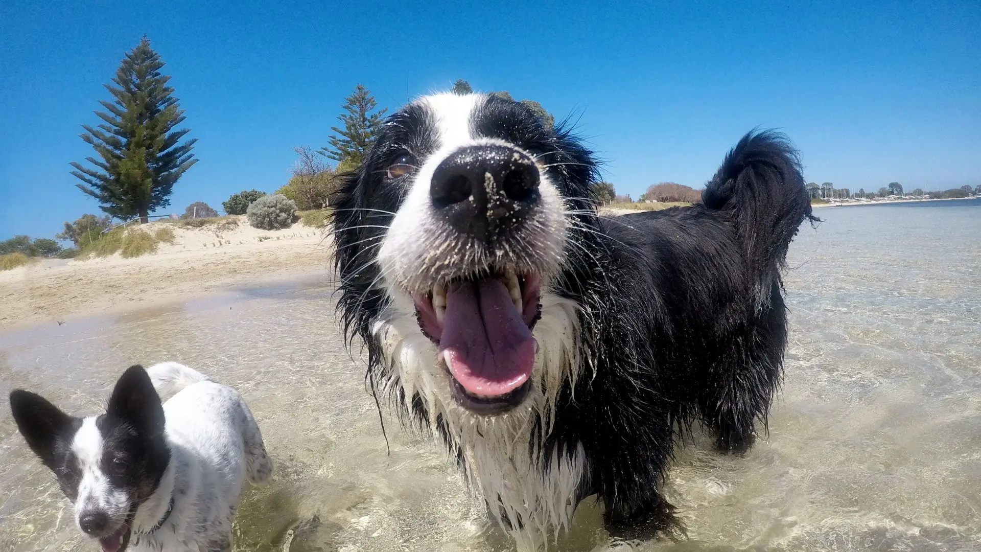 Salute cane in spiaggia