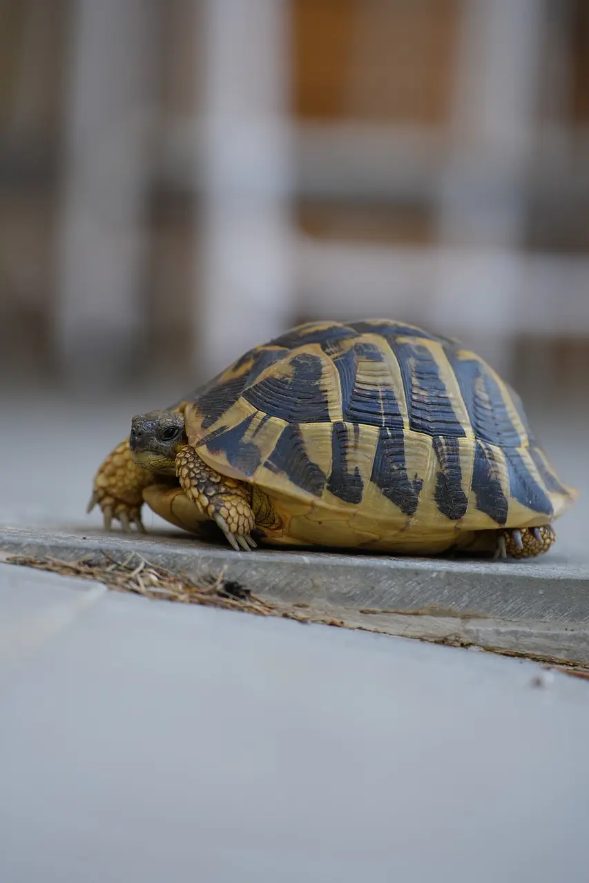 Guscio delle tartarughe a cosa serve