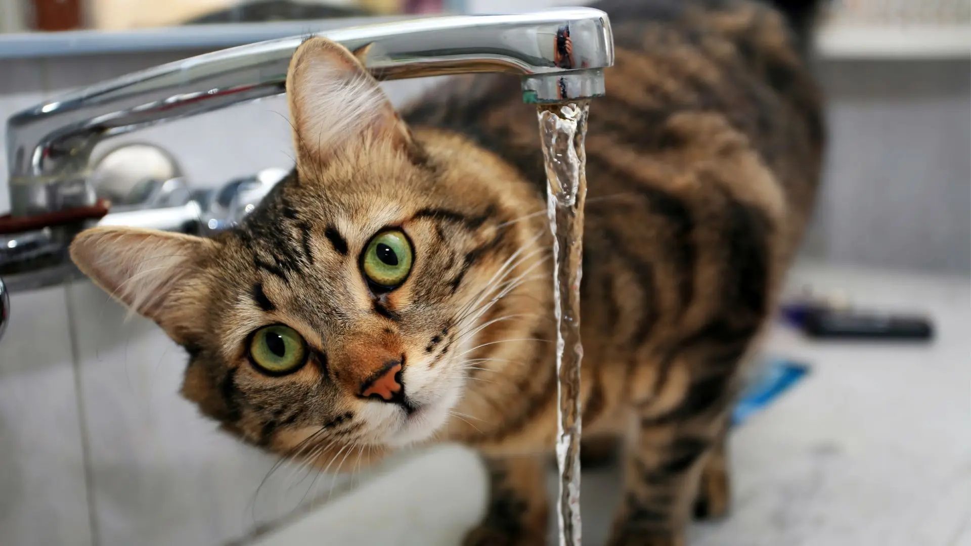 Quanto beve un gatto