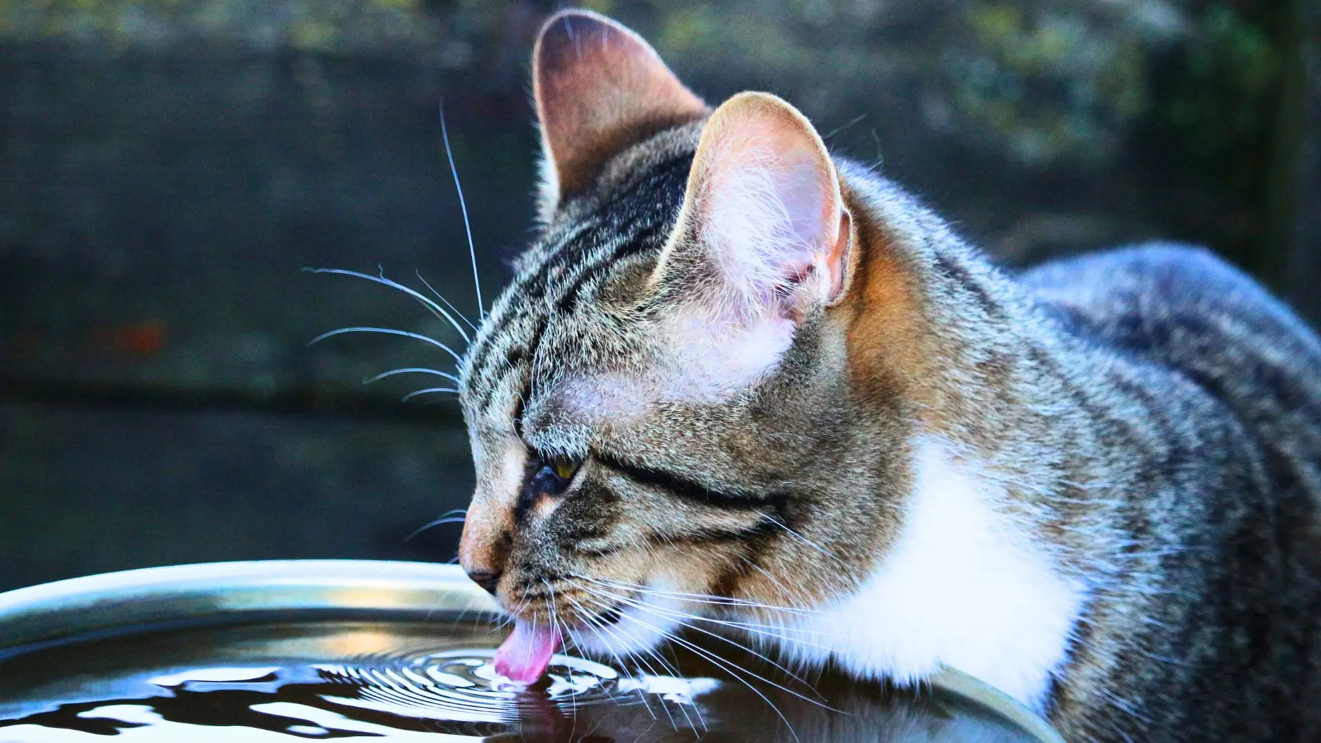 Come stimolare la sete del gatto