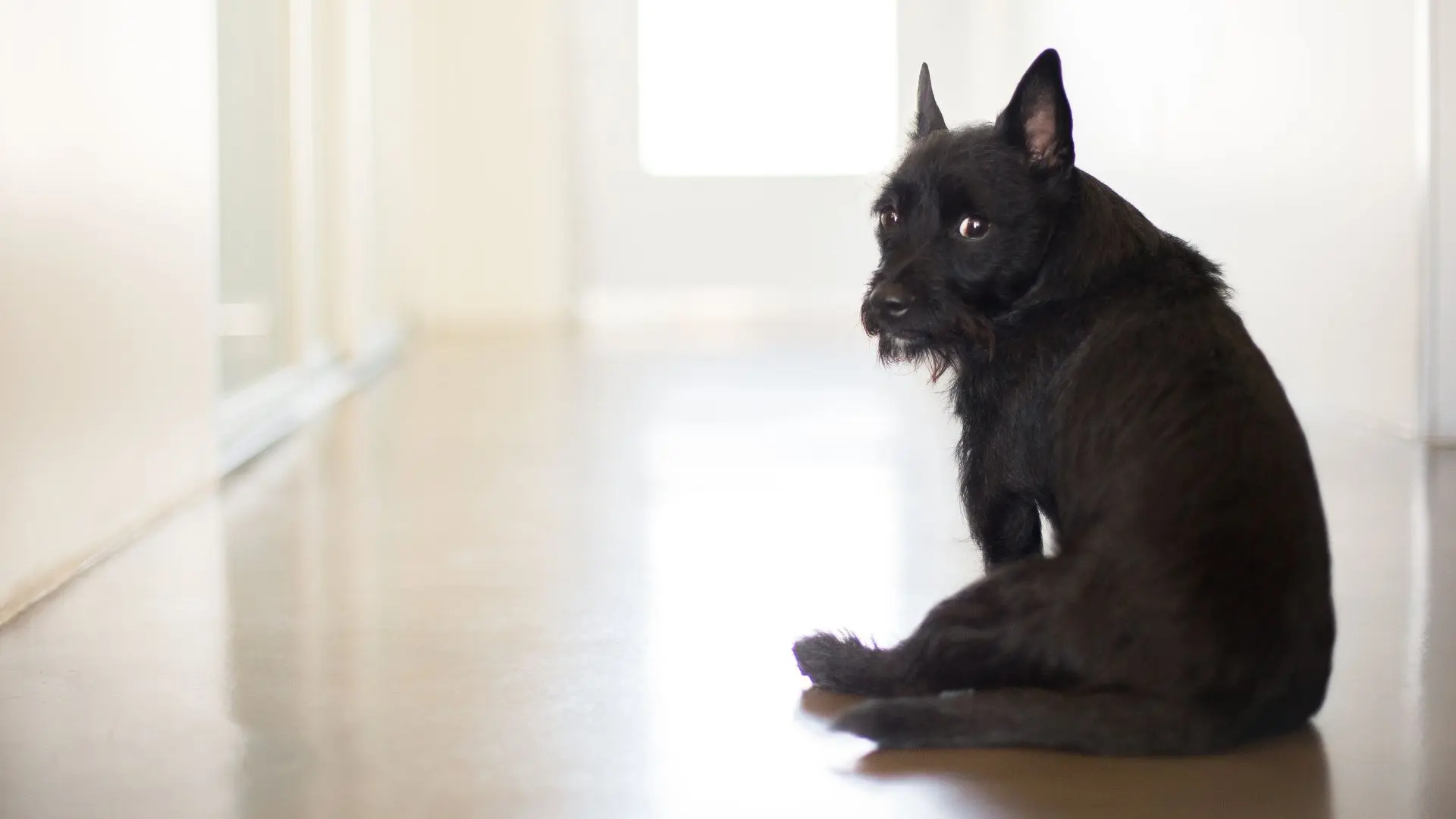 Effetti fumo passivo sui cani e gatti