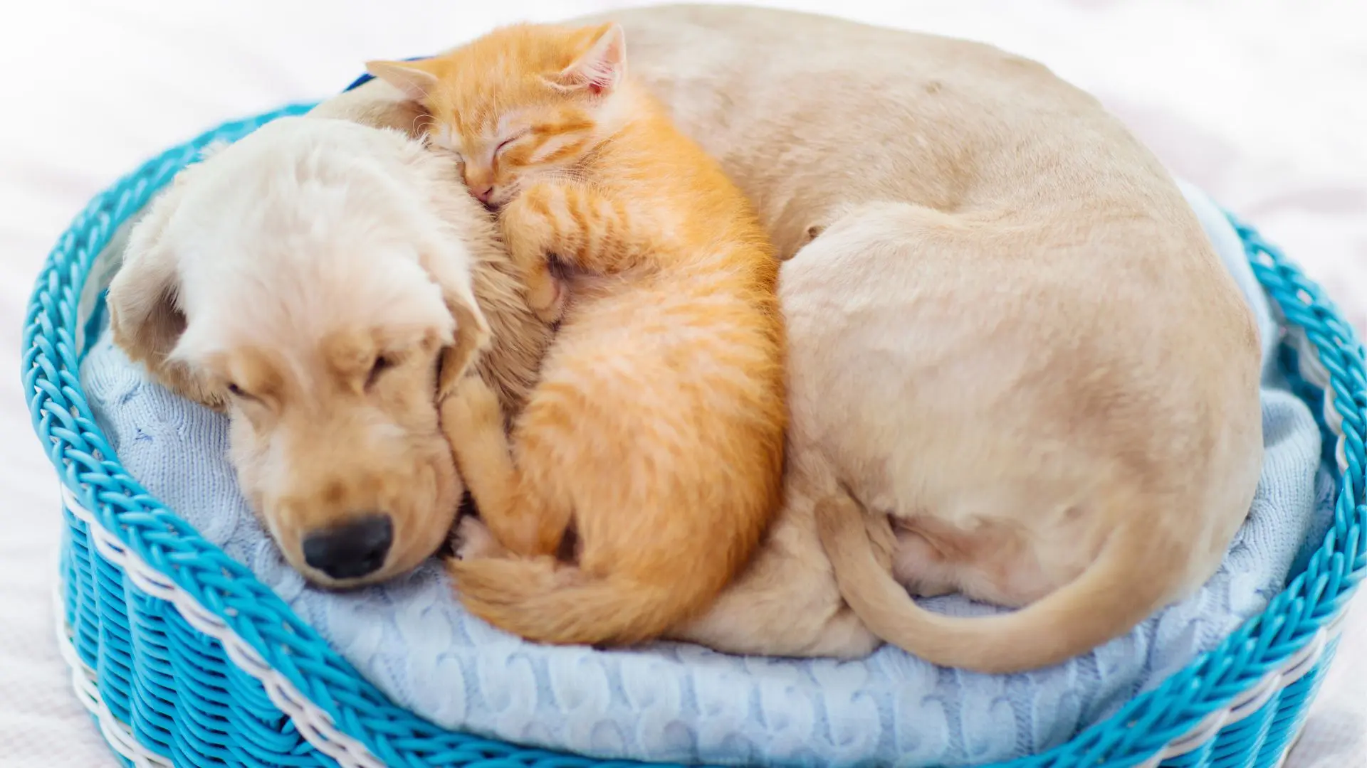 Cane e gatto che dormono