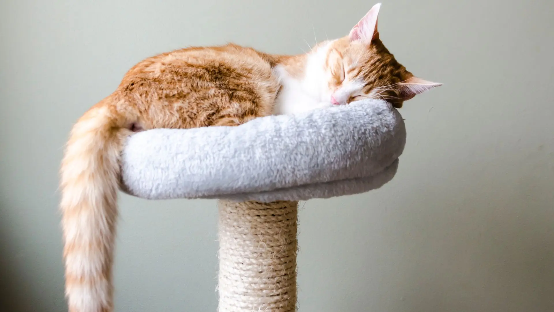 Gatto appollaiato su tiragraffi