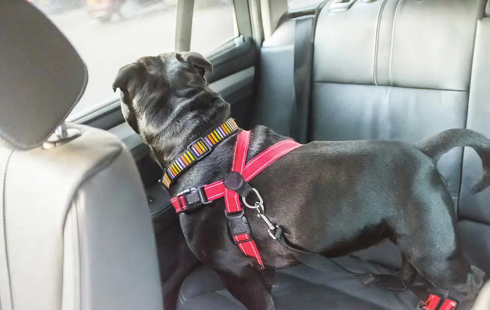 come trasportare il cane in macchina