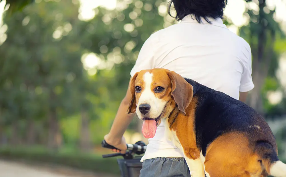 viaggiare con il cane come fare?