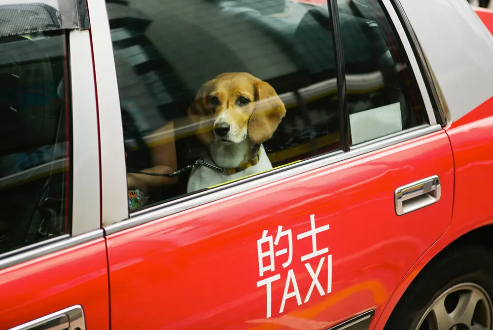 taxi per cani