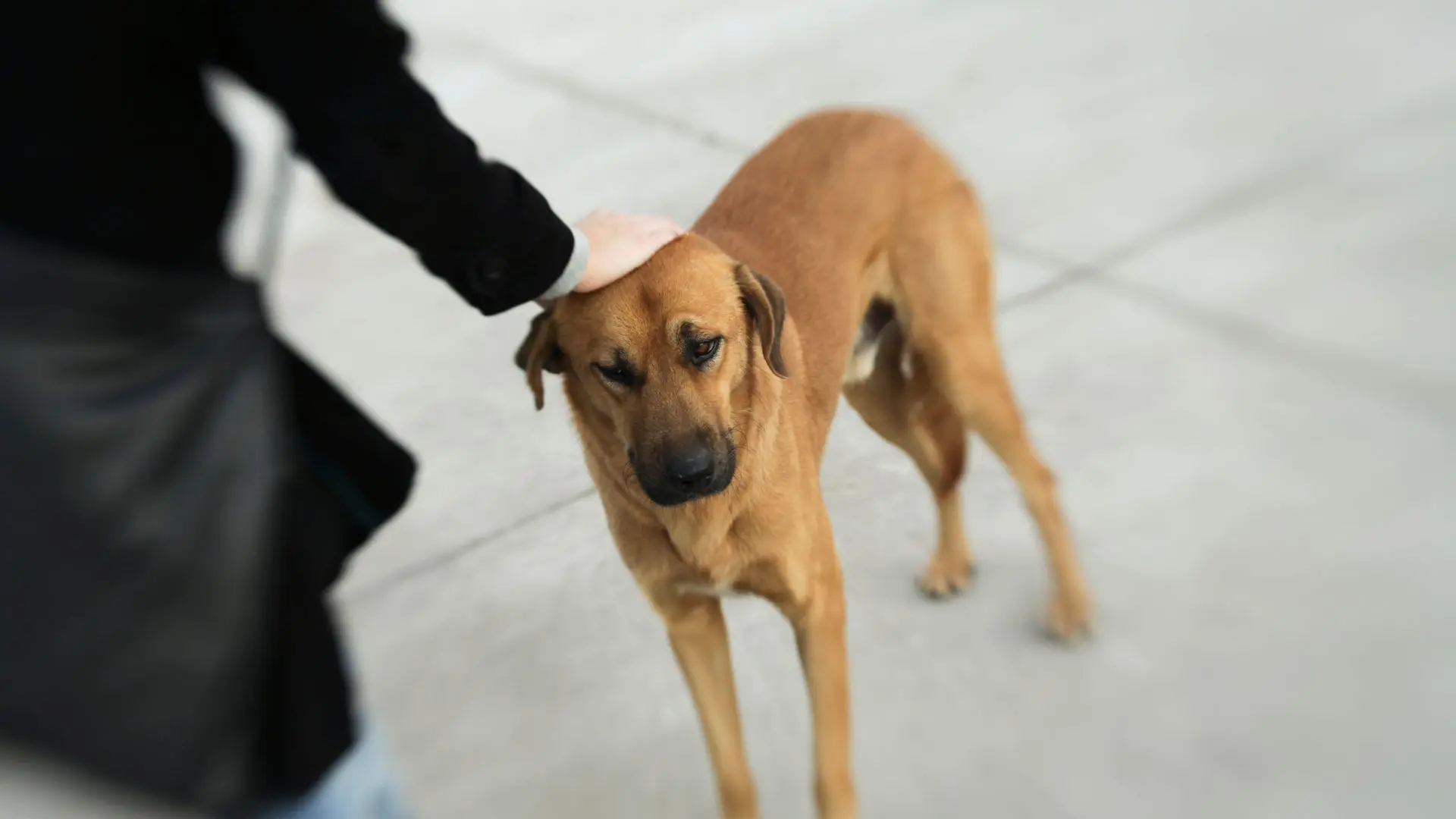 Avvicinare un cane randagio