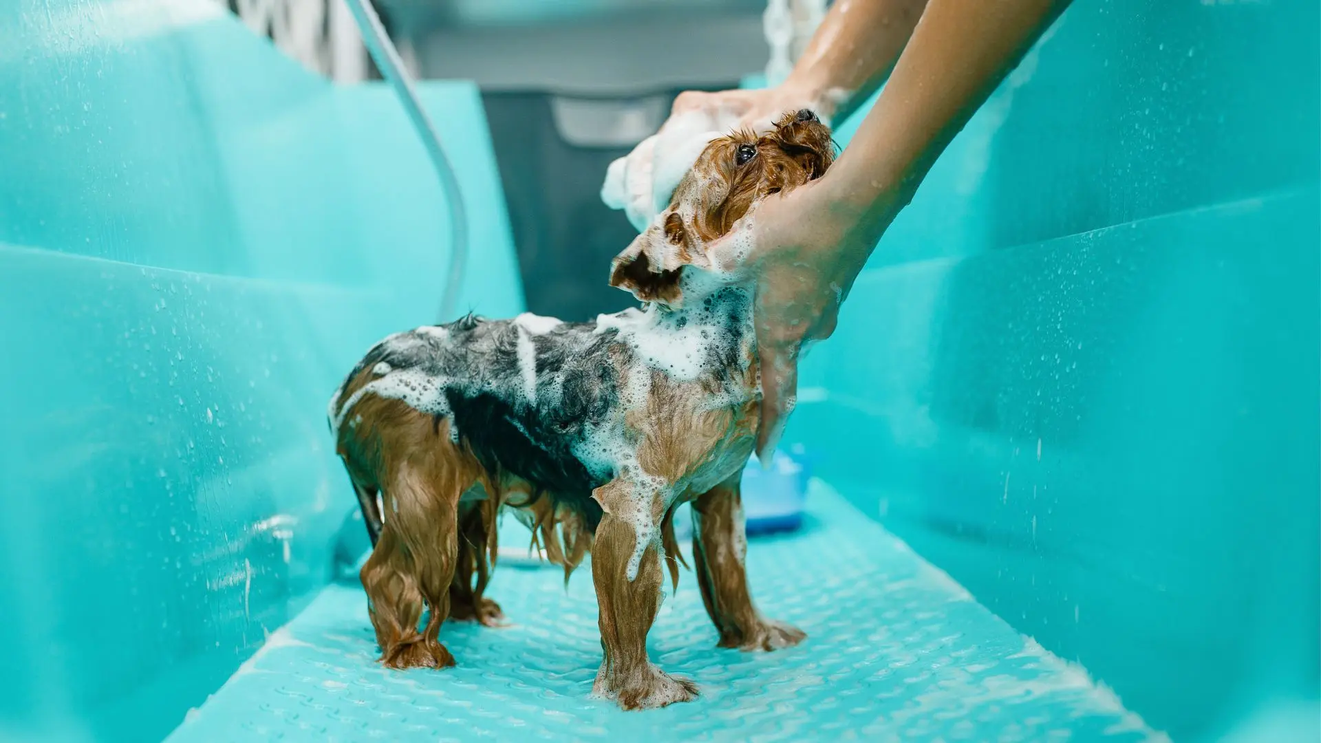 Lavare cane toelettatura