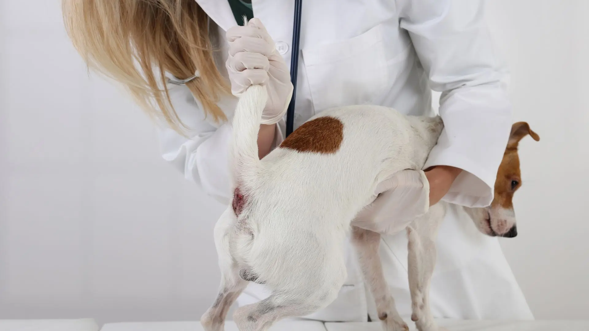 Ghiandole perianali nel cane