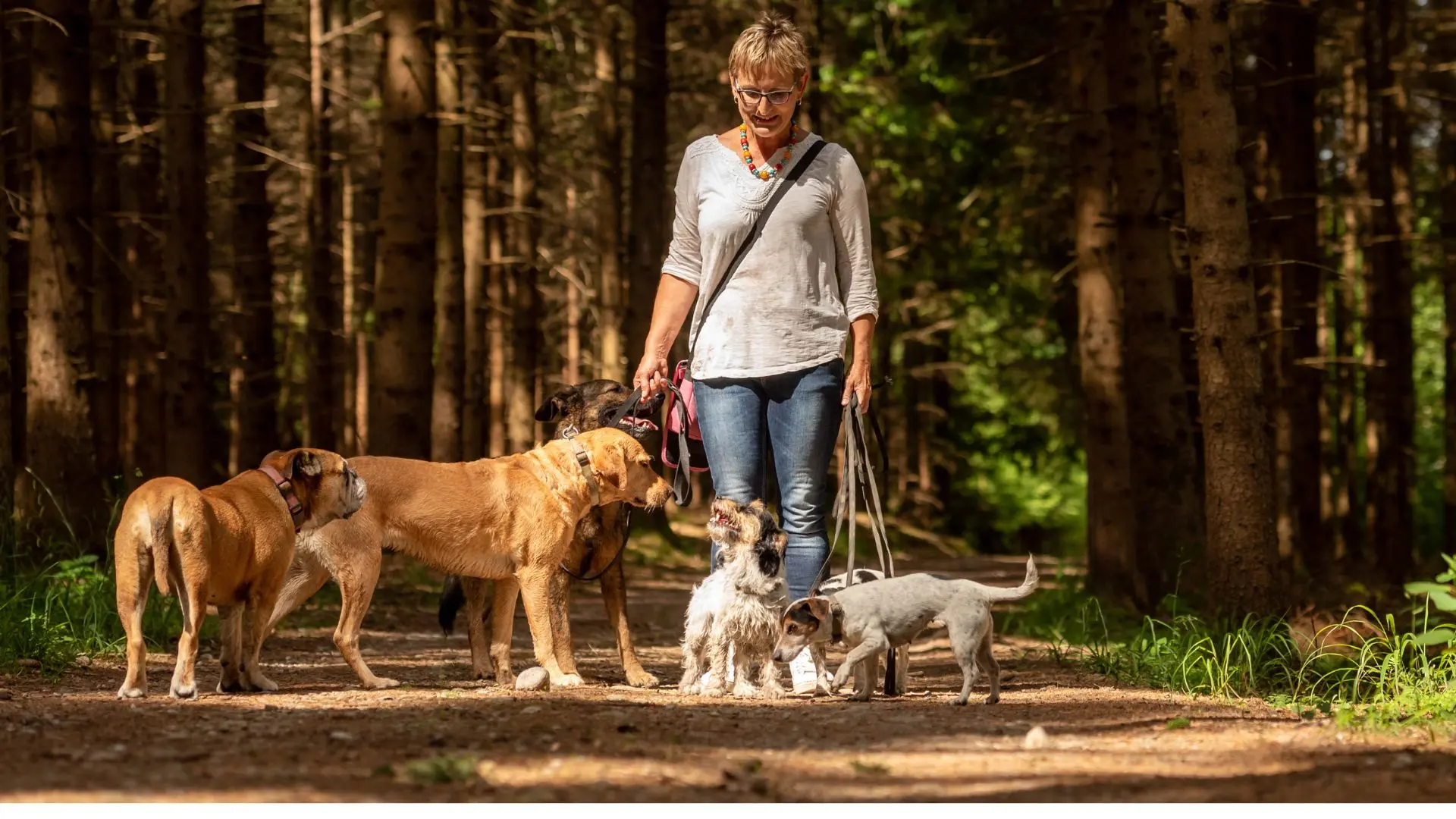 Gruppi di cani differenti