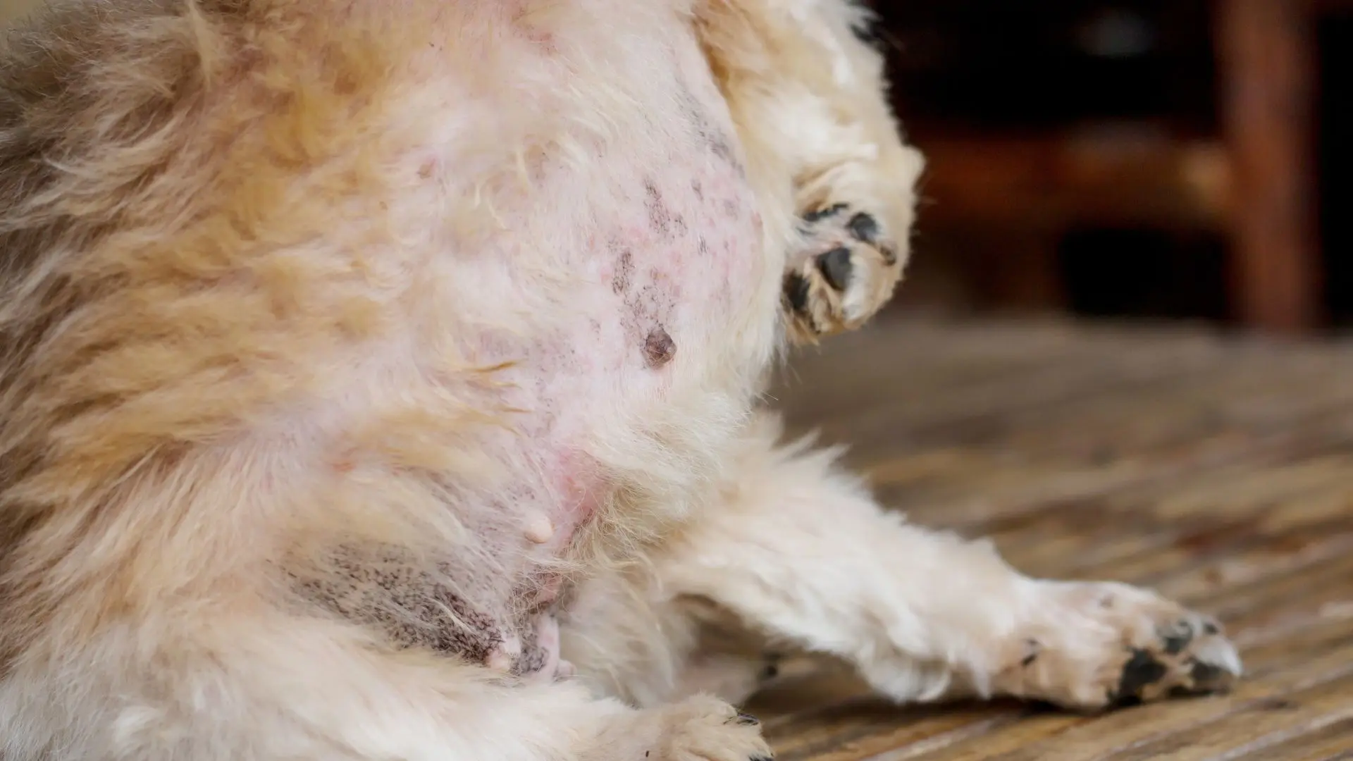 Dermatite cane post toelettatura