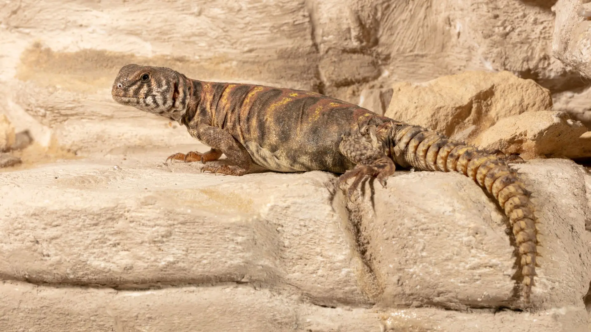 Uromastyx