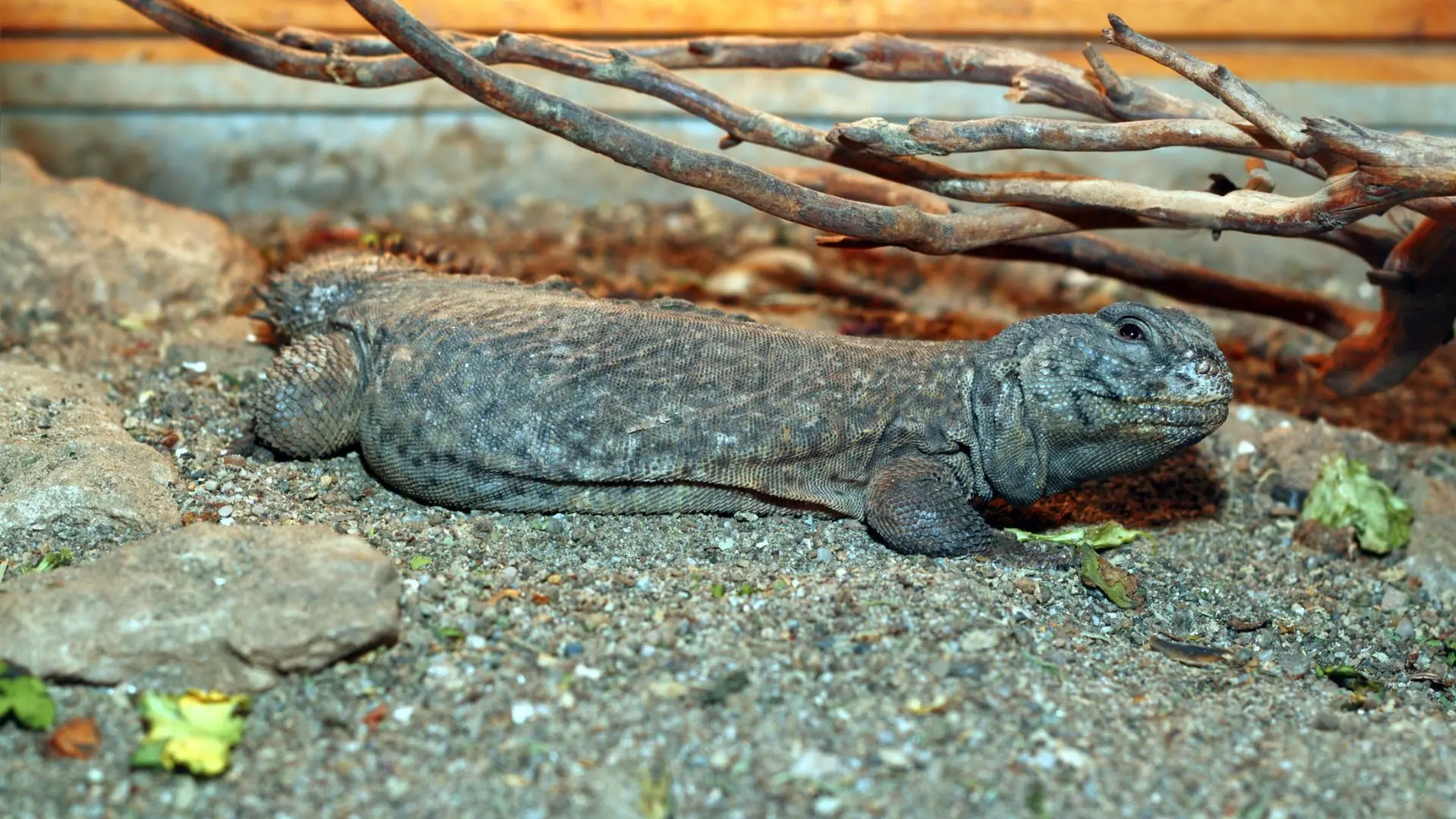 Alimentazione uromastici