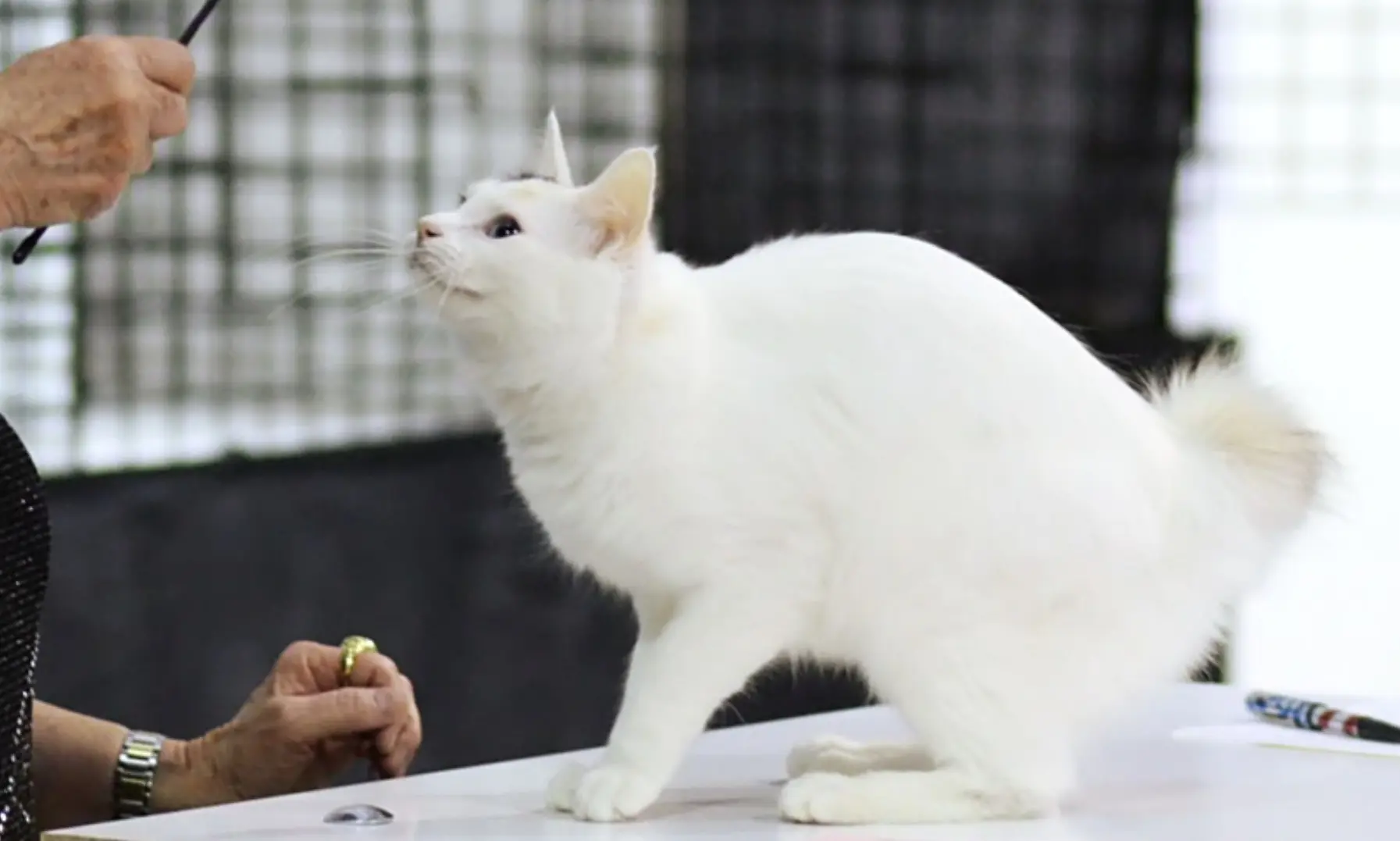 Japanese Bobtail  il gatto giapponese